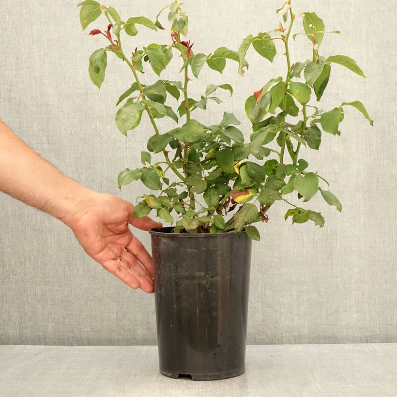 Rosa 'André Willemse' - Hybrid Tea Rose 4L/5L pot sample as delivered in summer