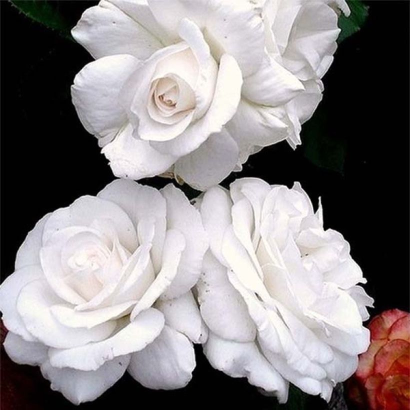 Rosa Annapurna (Flowering)