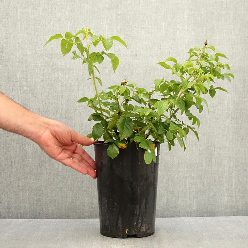 Rosa Annapurna 4L/5L pot sample as delivered in summer