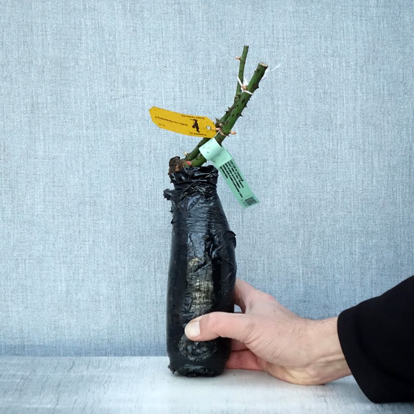 Rosa Astrid Grafin von Hardenberg Wrapped bare root sample as delivered in winter