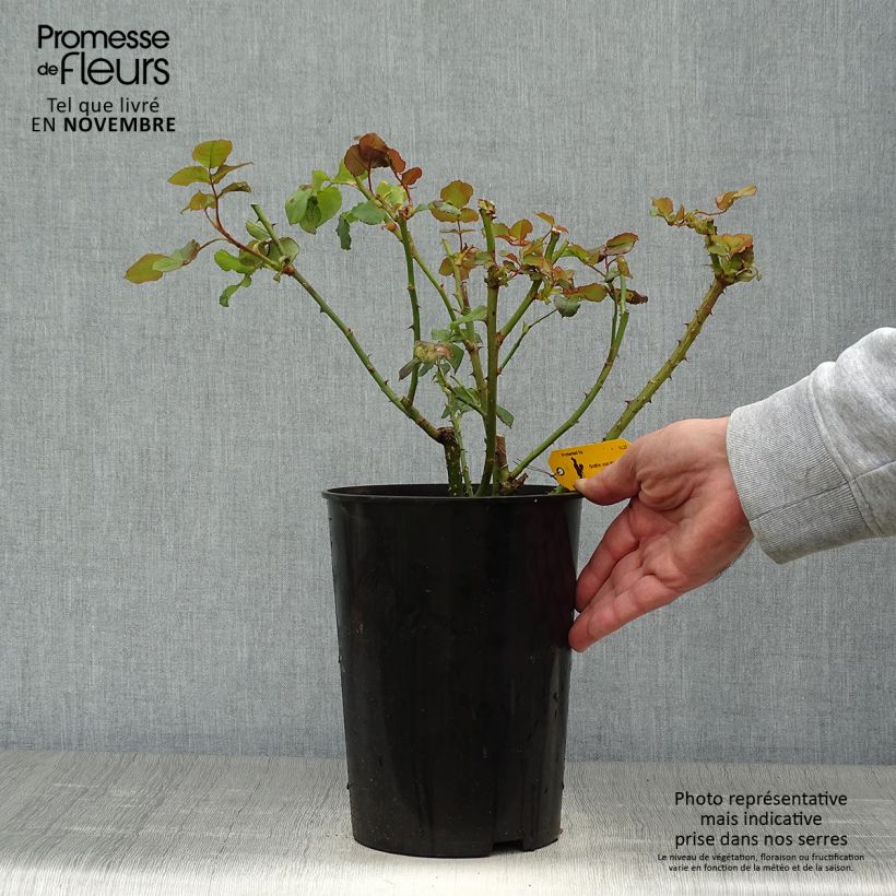 Rosa Astrid Grafin von Hardenberg 4L/5L pot sample as delivered in autumn