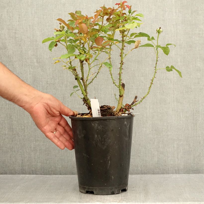 Rosa Belle du Seigneur - Hybrid Tea Rose 4L/5L pot sample as delivered in summer