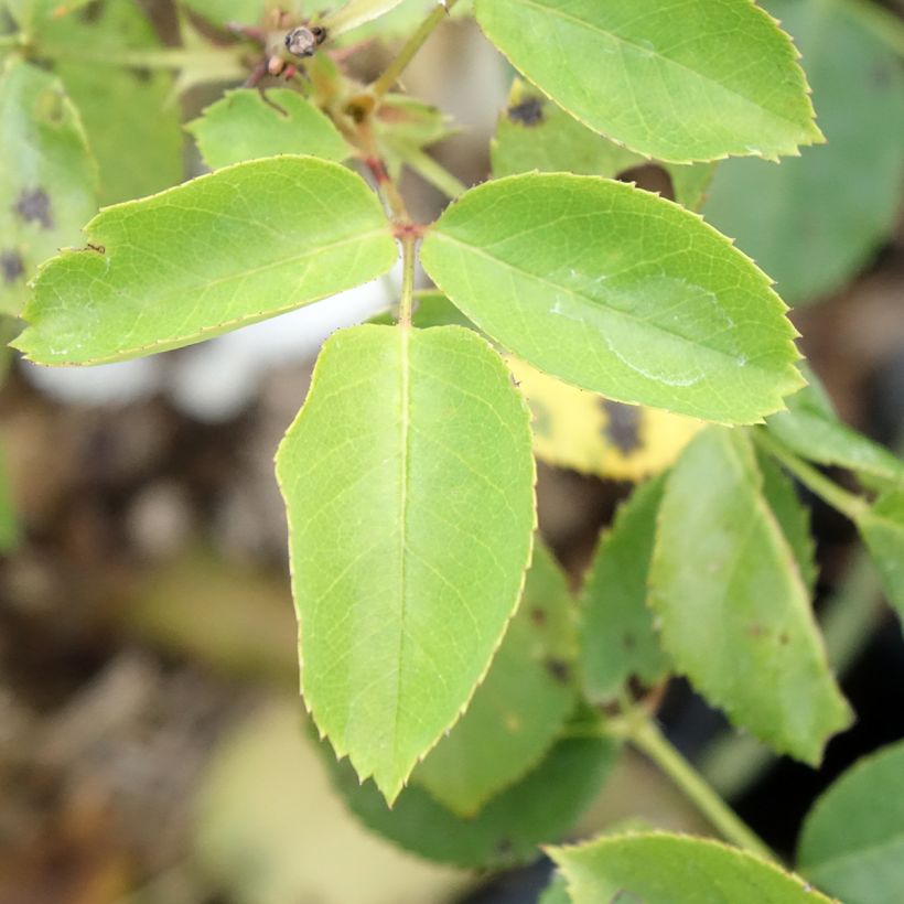 Rosa Belle du Seigneur - Hybrid Tea Rose (Foliage)