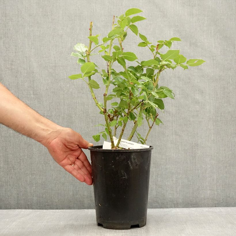 Rosa Bernadette Lafont - Hybrid Tea Rose 4L/5L pot sample as delivered in summer