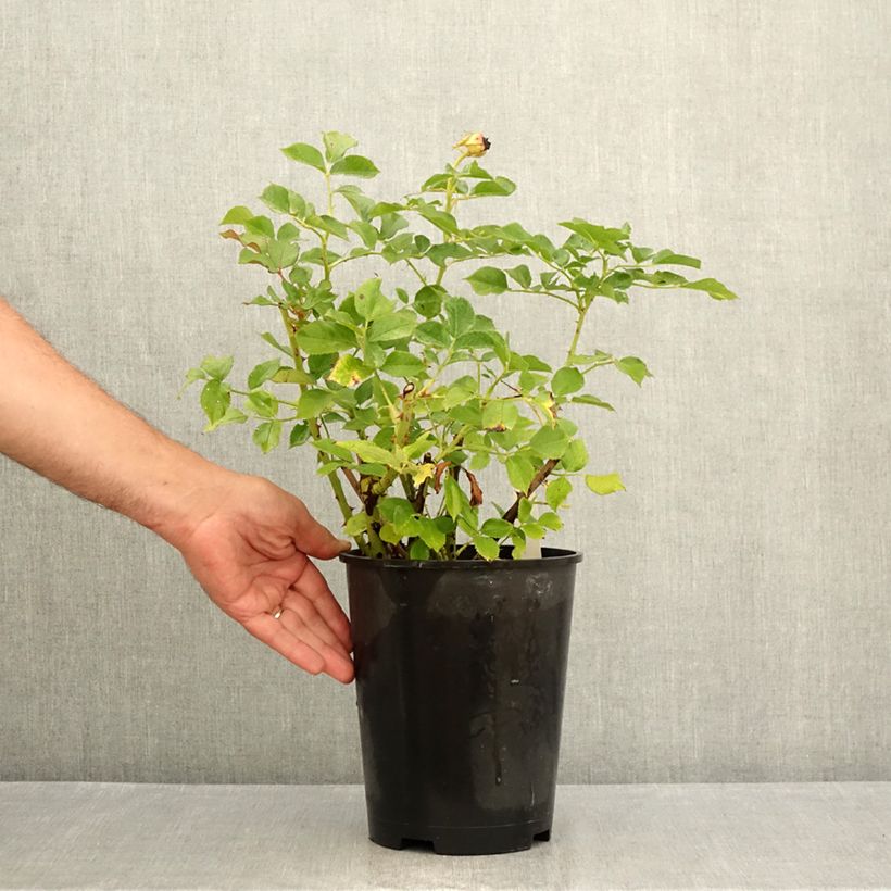 Rosa Blue Eden - Hybrid Tea Rose 4L/5L pot sample as delivered in summer