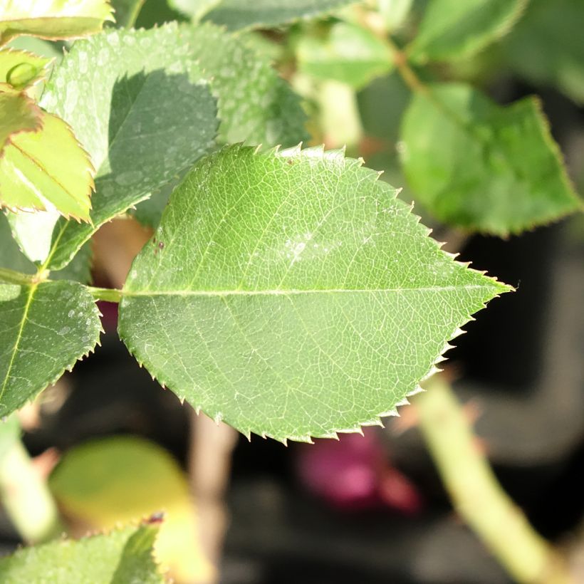 Rosa Blue Eden - Hybrid Tea Rose (Foliage)