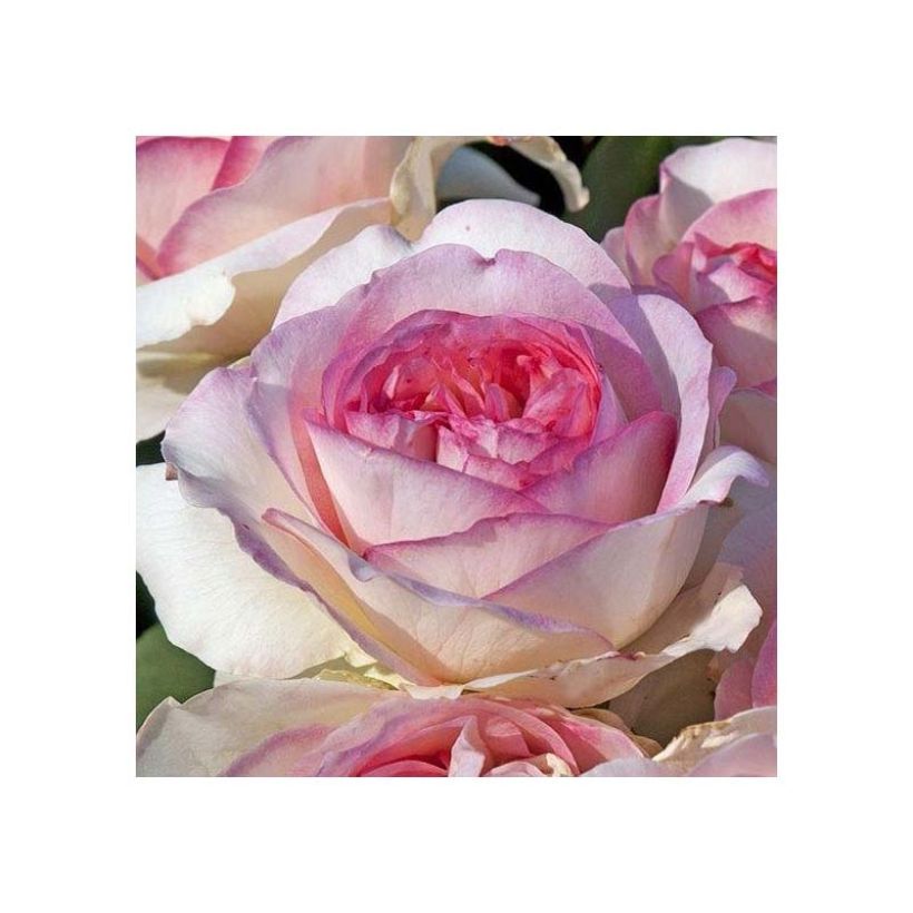Rosa 'Boreale' - Hybrid Tea Rose (Flowering)