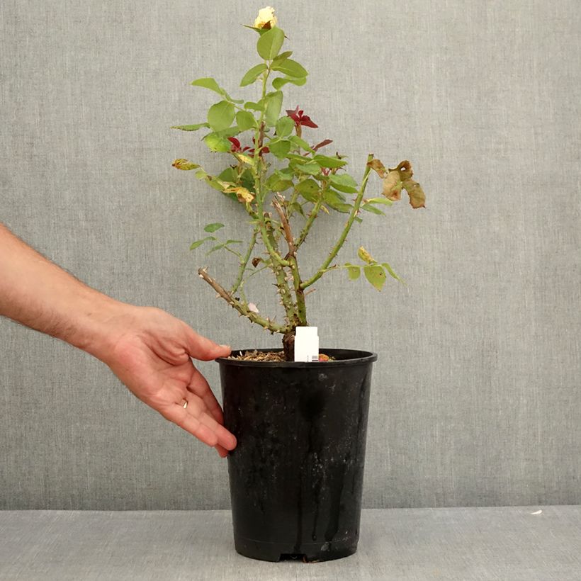 Rosa 'Boreale' - Hybrid Tea Rose 4L/5L pot sample as delivered in summer