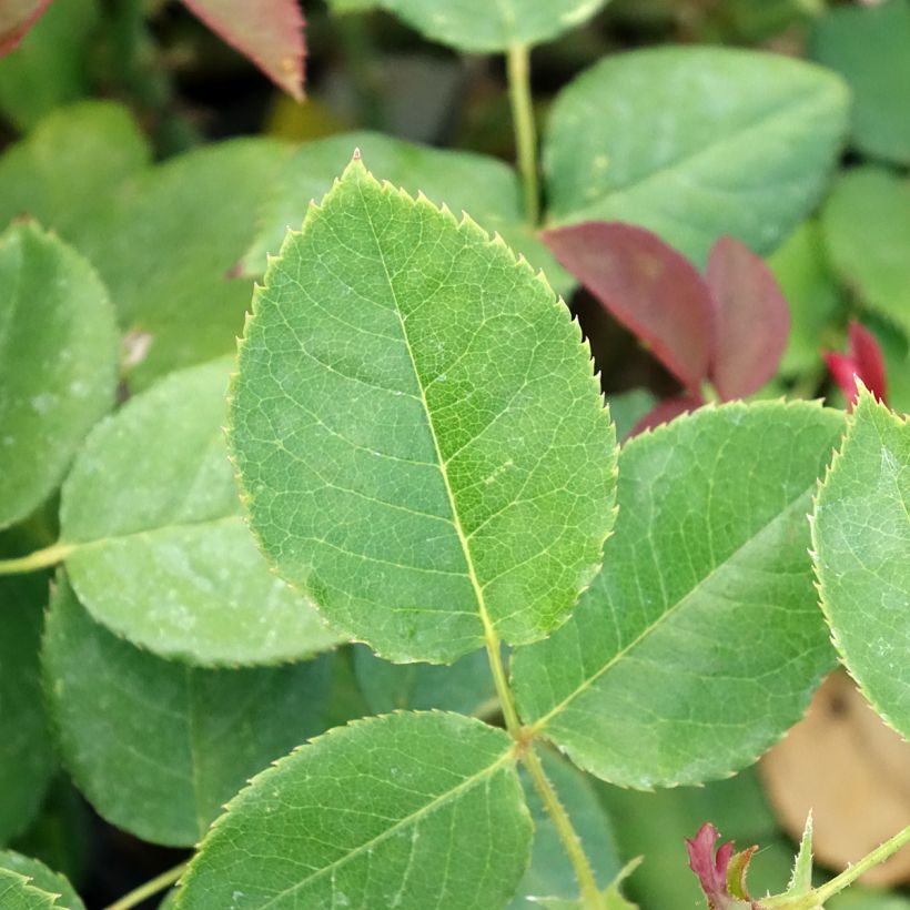 Rosa 'Boreale' - Hybrid Tea Rose (Foliage)