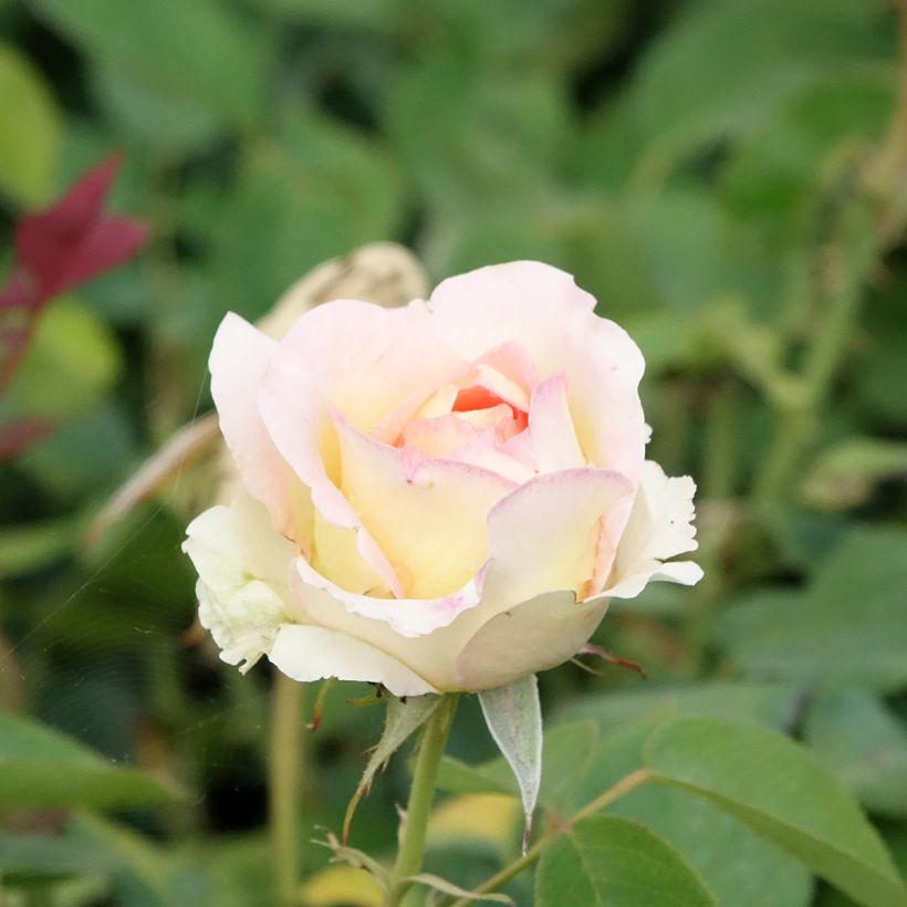 Rosa 'Boreale' - Hybrid Tea Rose (Flowering)