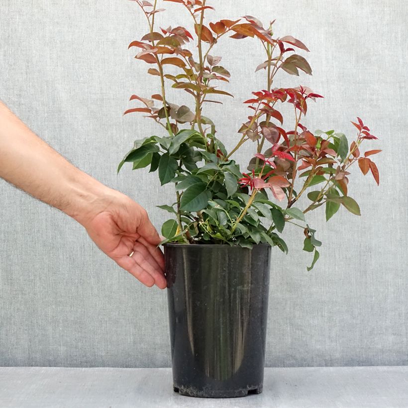 Rosa Borneo Odore 4L/5L pot sample as delivered in summer