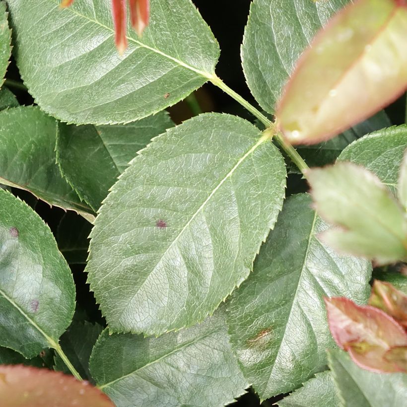 Rosa Borneo Odore (Foliage)