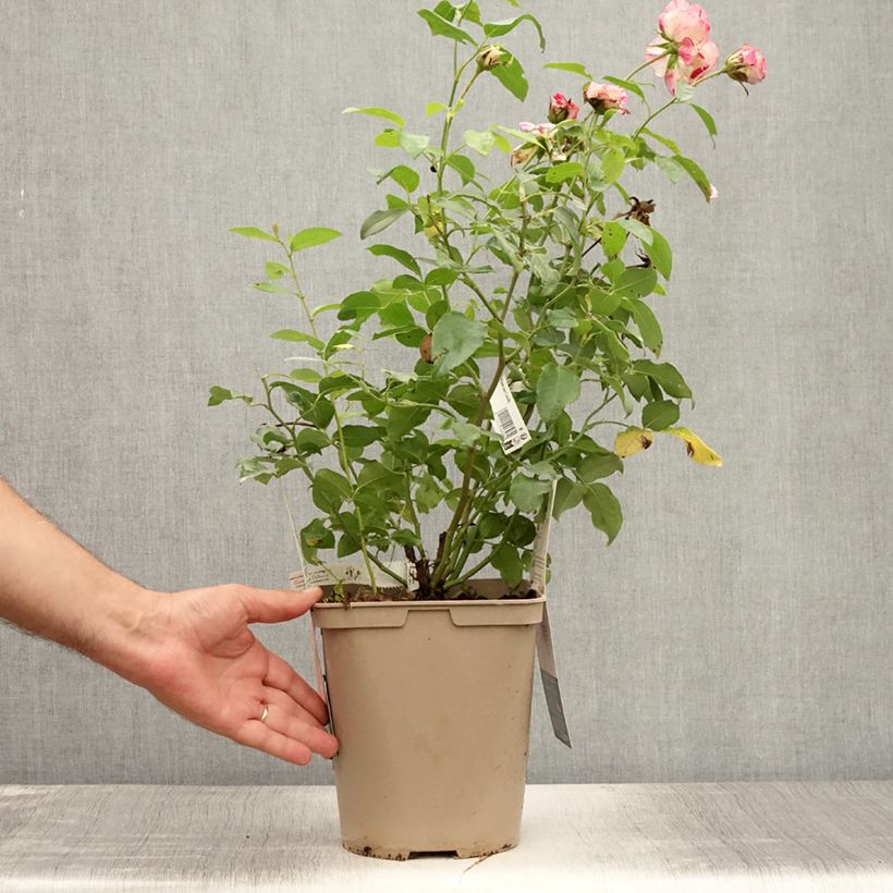 Rosa 'Camille Pissarro' - Polyantha Rose 4L/5L pot sample as delivered in summer