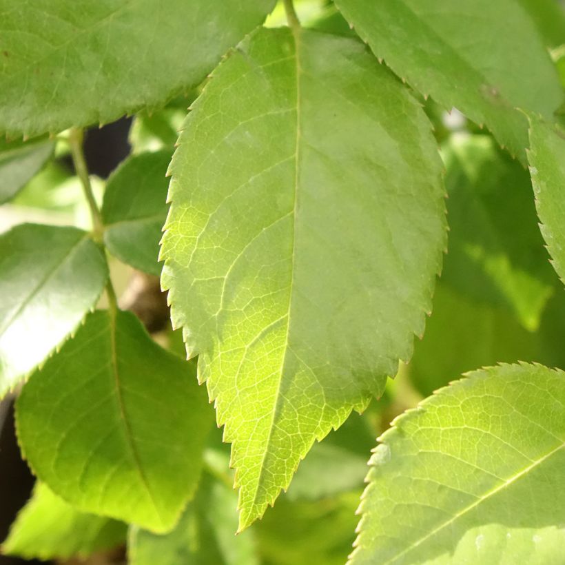 Rosa Catherine Frot (Foliage)
