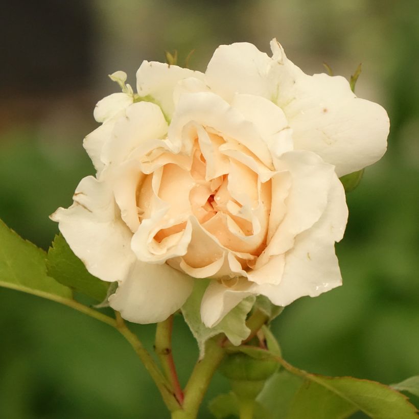 Rosa Catherine Frot (Flowering)