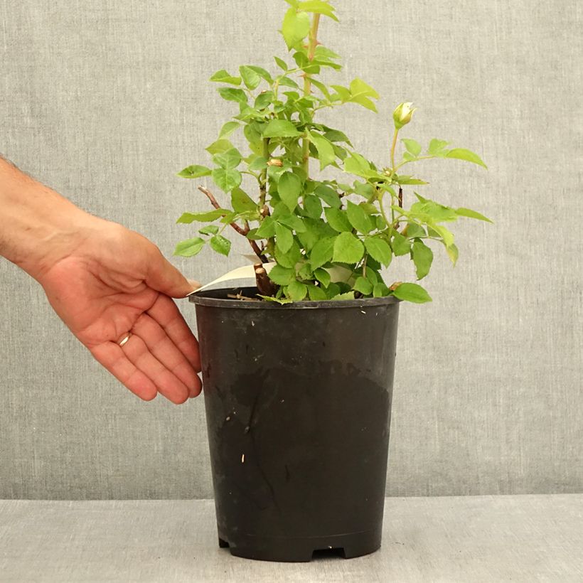 Rosa Catherine Frot 4L/5L pot sample as delivered in summer