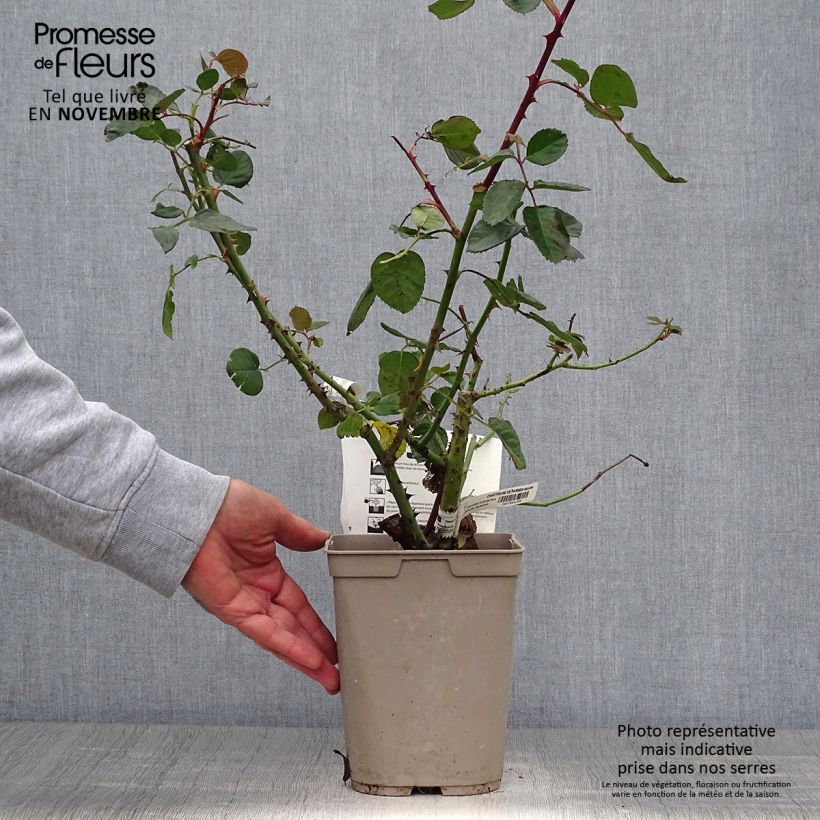 Rosa 'Chartreuse de Parme' - Hybrid Tea Rose 3L/4L pot sample as delivered in autumn