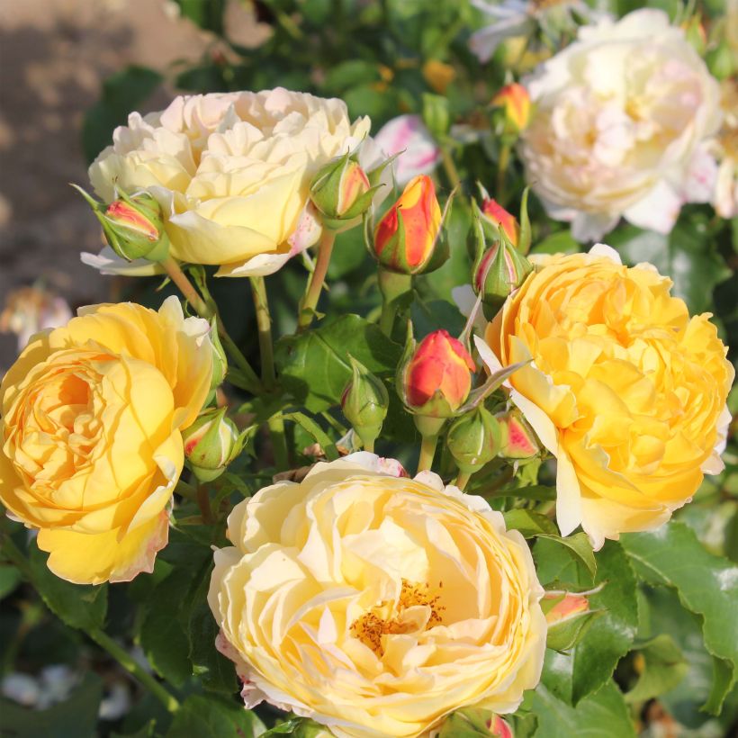 Rosa Château de Cheverny - Hybrid Tea Rose (Flowering)