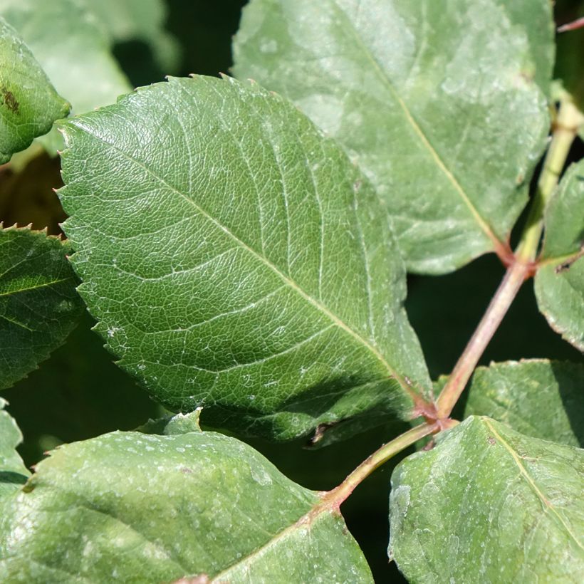 Rosa  'Meironsse' CHRISTOPHE COLOMB® - Rosier Christophe Colomb, Rosier Cristobal Colon, Rosier Flamboyance (Foliage)