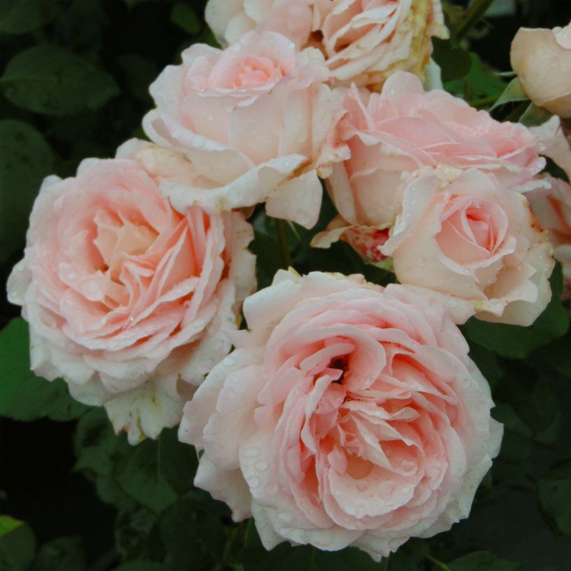 Rosa Renaissance Clair (Flowering)