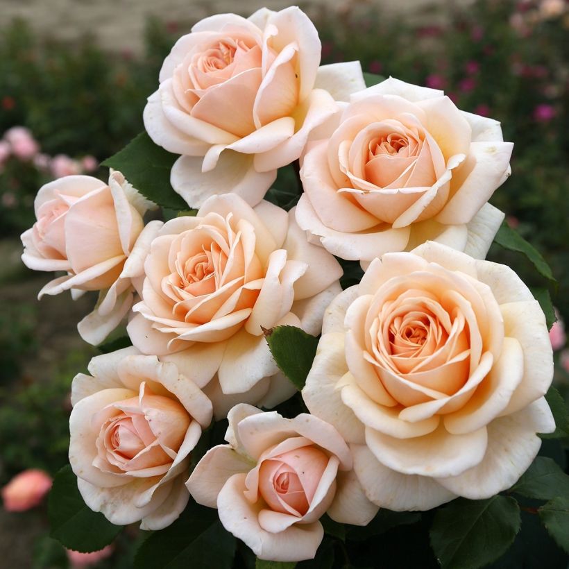 Rosa Eleganza Courage - Hybrid Tea Rose (Flowering)