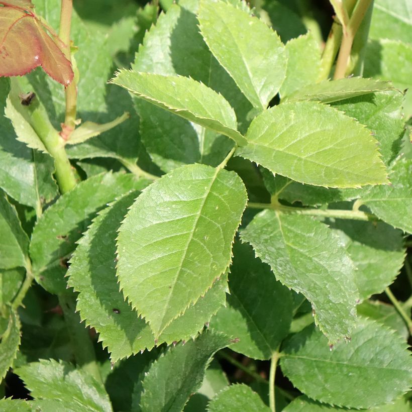 Rosa Crémet d'Anjou (Foliage)