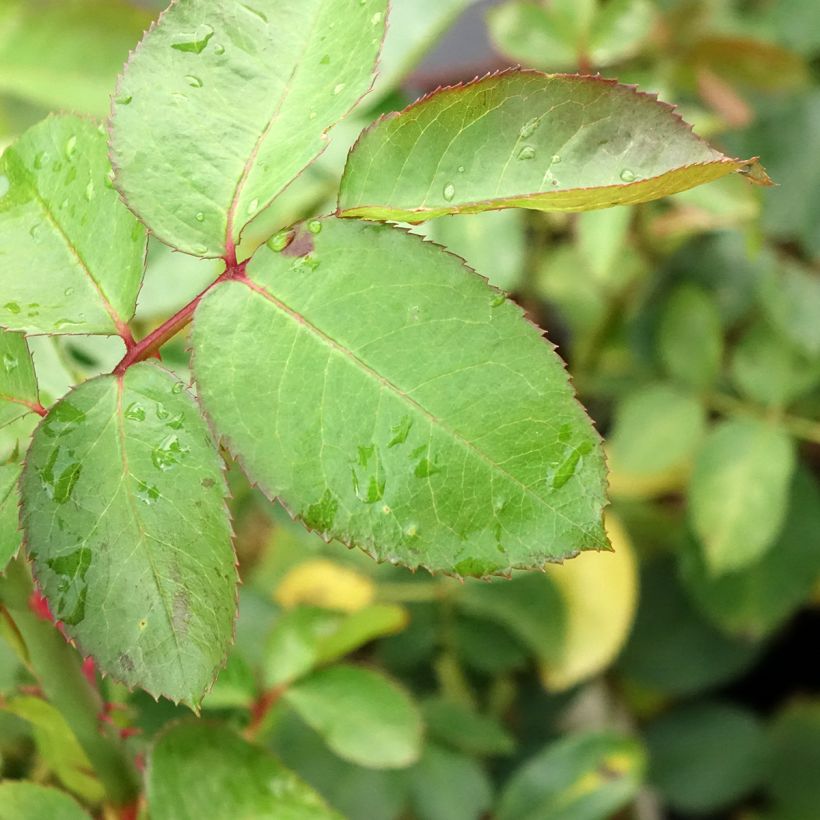 Rosa 'Criterion' - Hybrid Tea Rose (Foliage)
