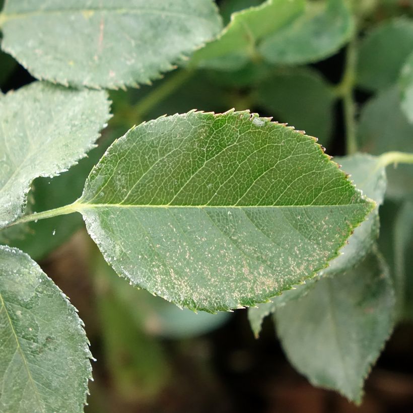 Rosa 'Dame de Coeur' (Foliage)