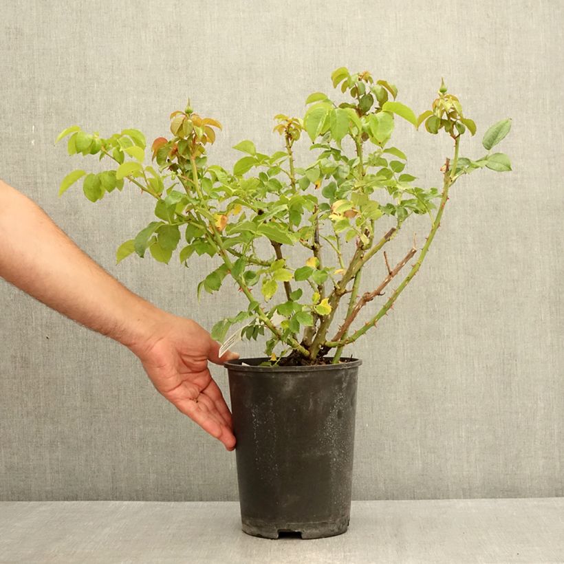 Rosa Domaine de Chantilly - Shrub Rose 3L/4L pot sample as delivered in summer