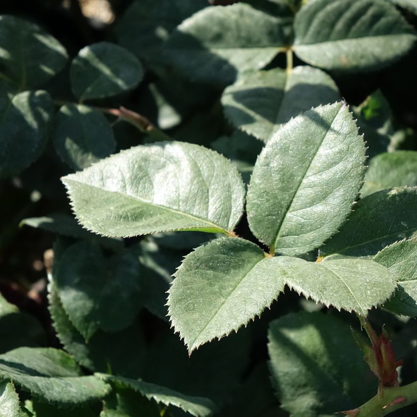 Rosa Elégance Française Meithatie (Foliage)
