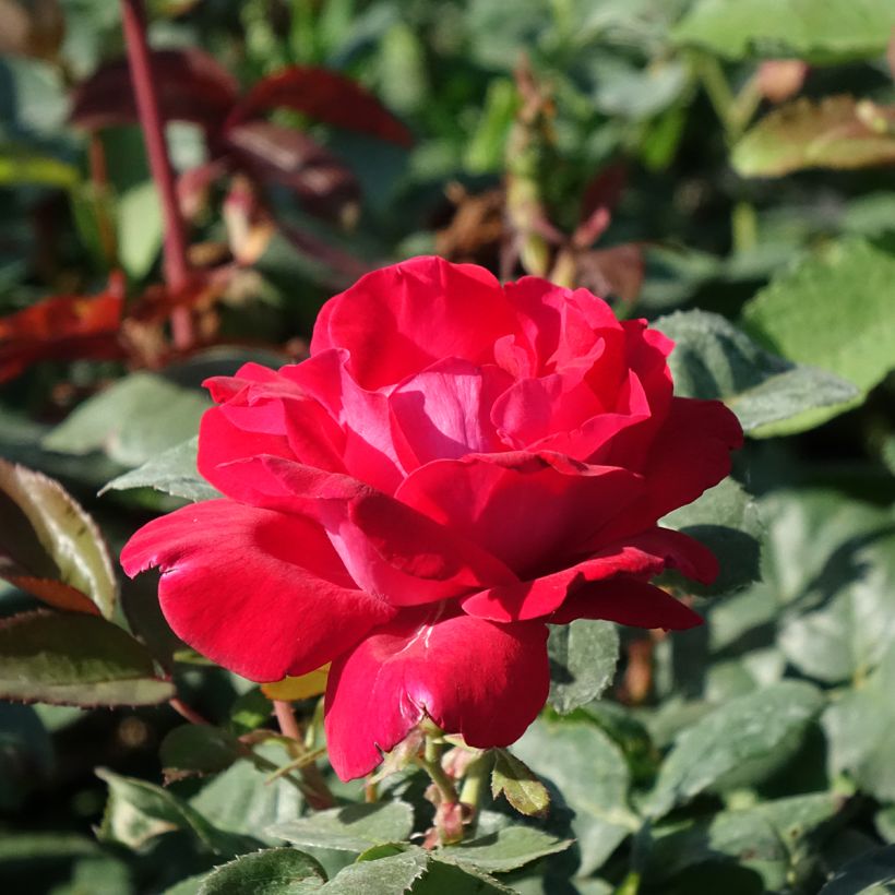 Rosa Elégance Française Meithatie (Flowering)