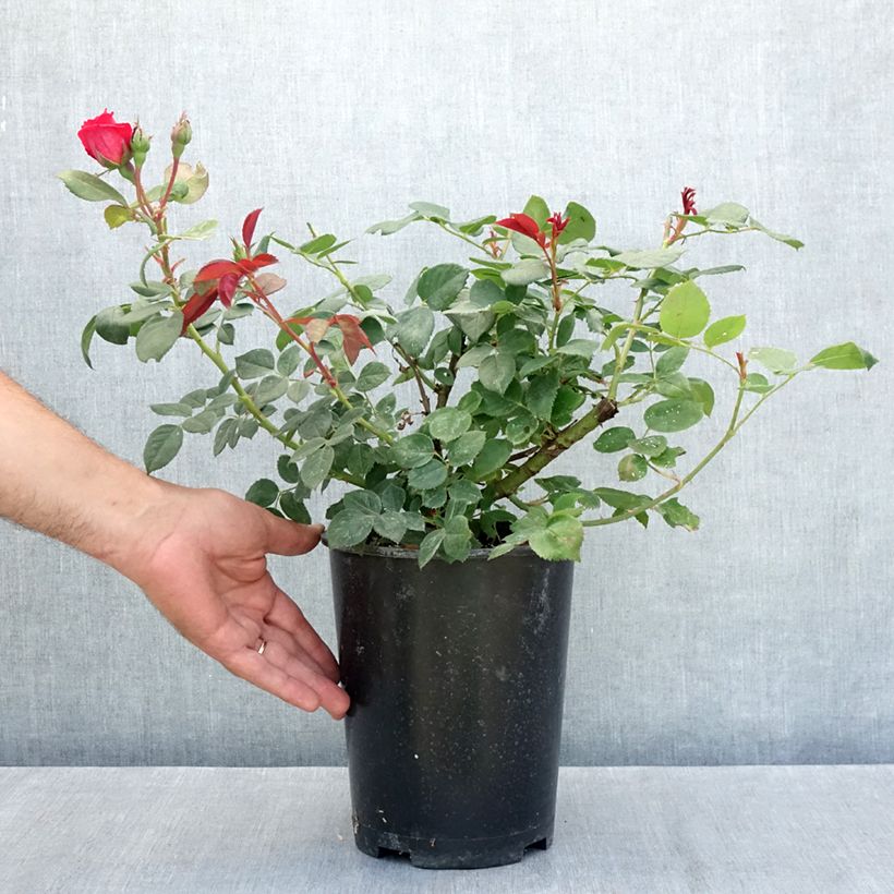 Rosa Elégance Française Meithatie 4L/5L pot sample as delivered in summer
