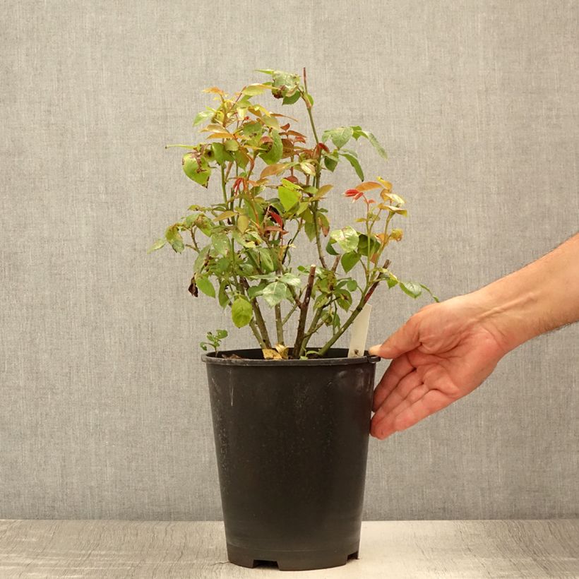 Rosa Eleganza Meine Rose 4L/5L pot sample as delivered in summer