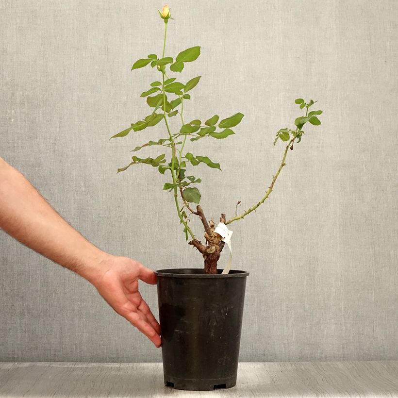 Rosa Eriko Takeda - Shrub Rose 4L/5L pot sample as delivered in summer
