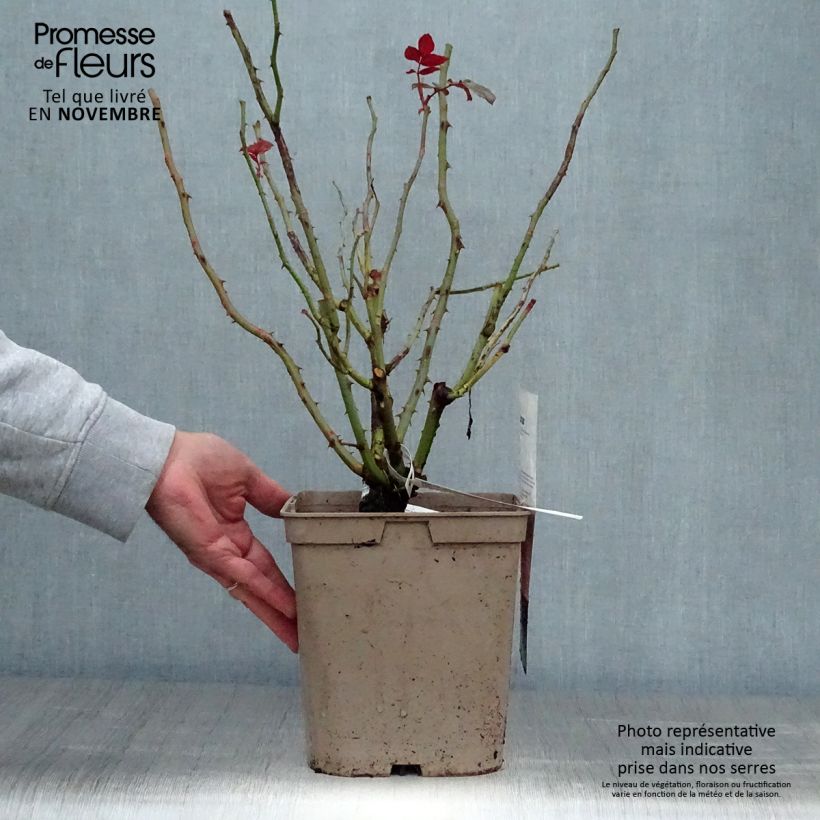 Rosa Fragonard - Hybrid Tea Rose 3L/4L pot sample as delivered in autumn