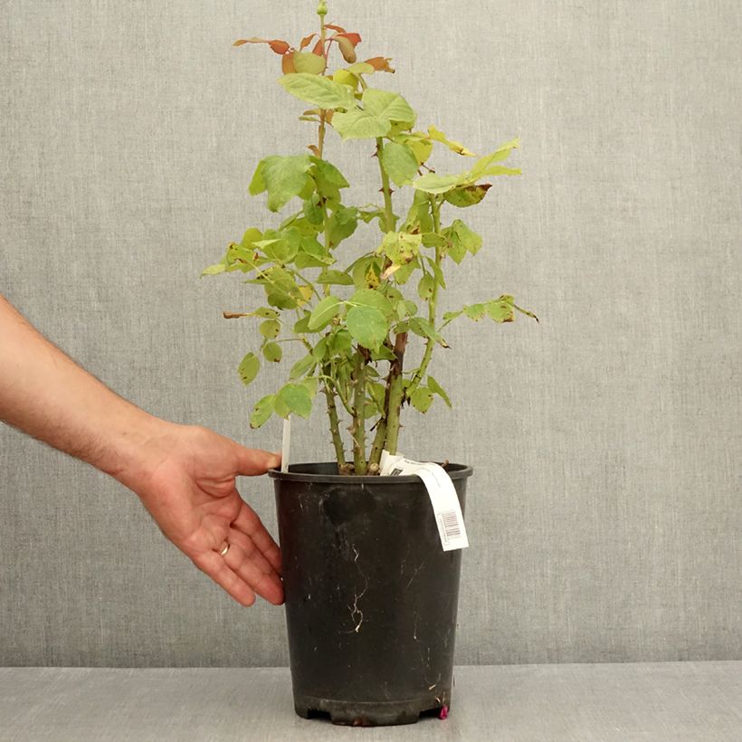 Rosa 'Gérard Depardieu' 4L/5L pot sample as delivered in summer