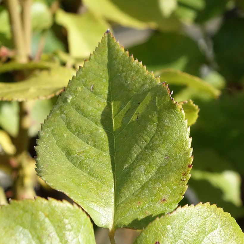 Rosa 'Gérard Depardieu' (Foliage)