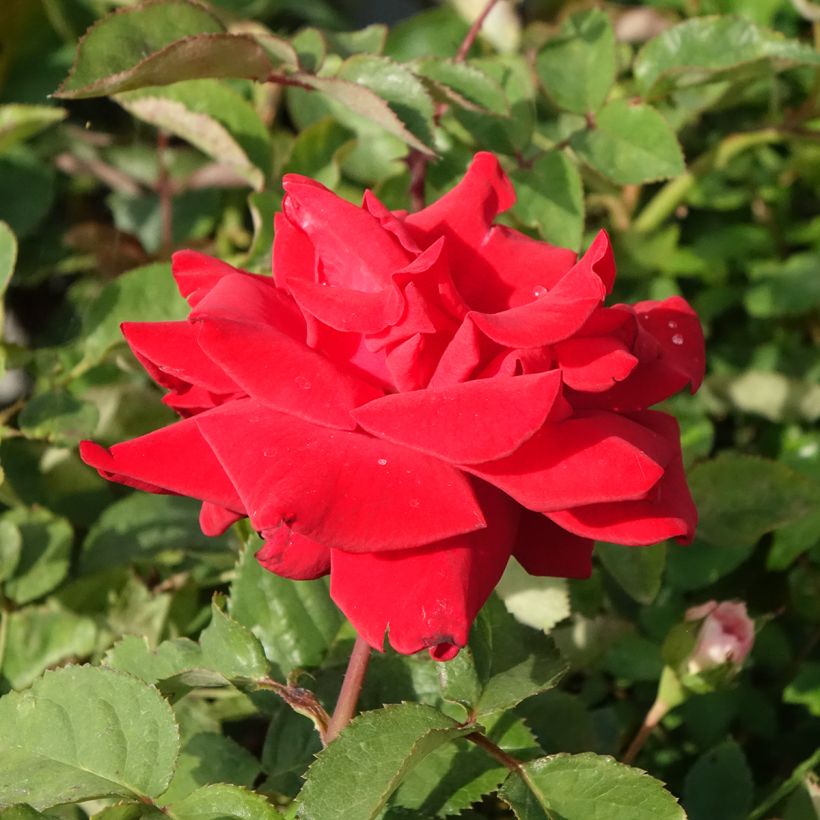 Rosa 'Grande Amore' - Hybrid Tea Rose (Flowering)
