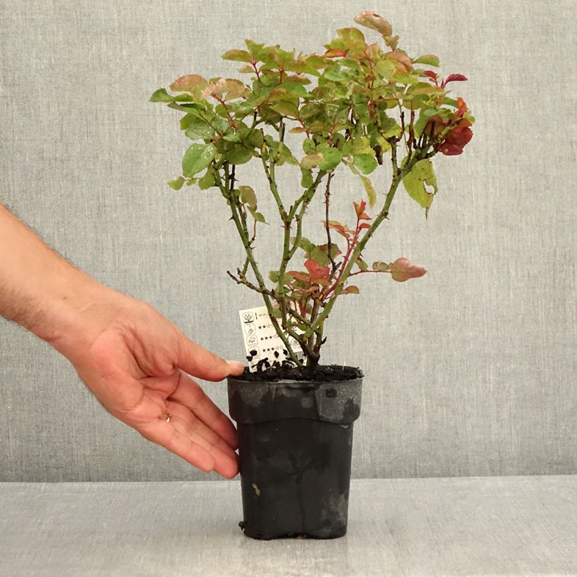 Rosa 'Grande Amore' - Hybrid Tea Rose 10cm/11cm pot sample as delivered in summer
