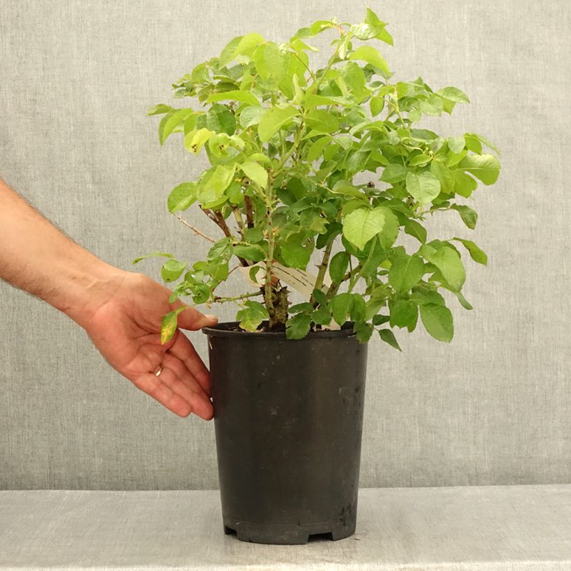 Rosa Guillaume Gomez 4L/5L pot sample as delivered in summer