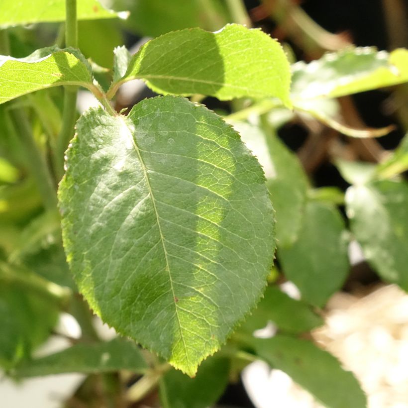 Rosa Guillaume Gomez (Foliage)