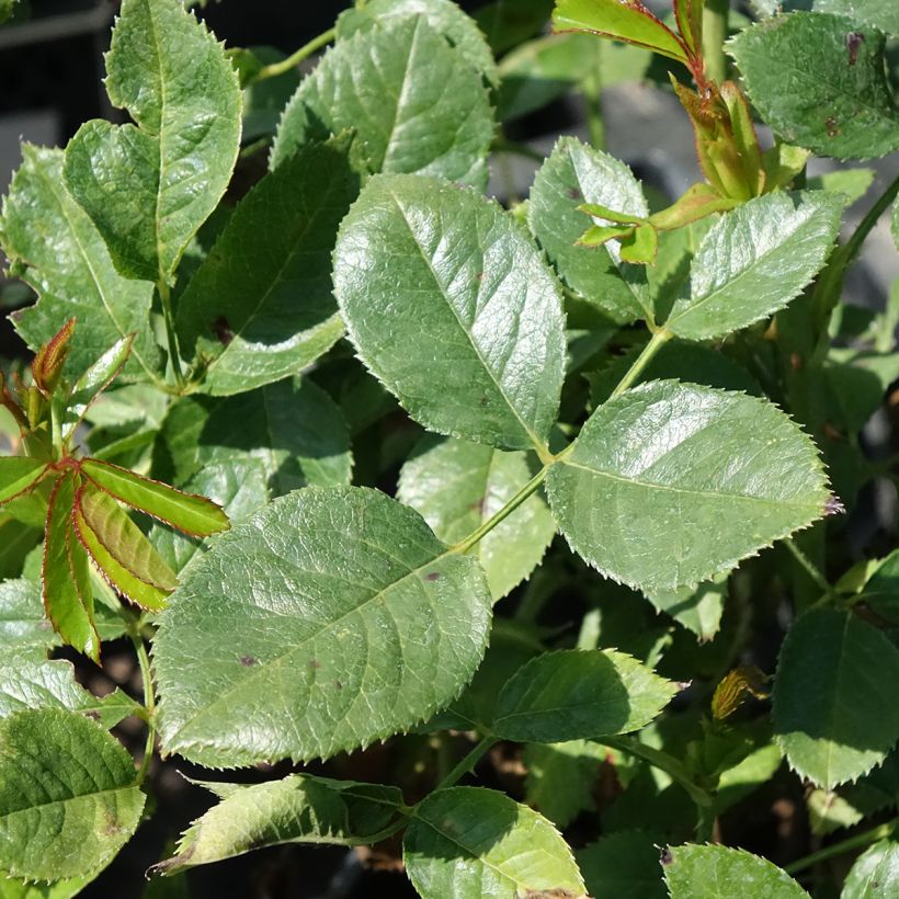 Rosa Holiday Island Key Largo (Foliage)