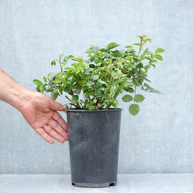 Rosa Holiday Island Key Largo 4L/5L pot sample as delivered in summer