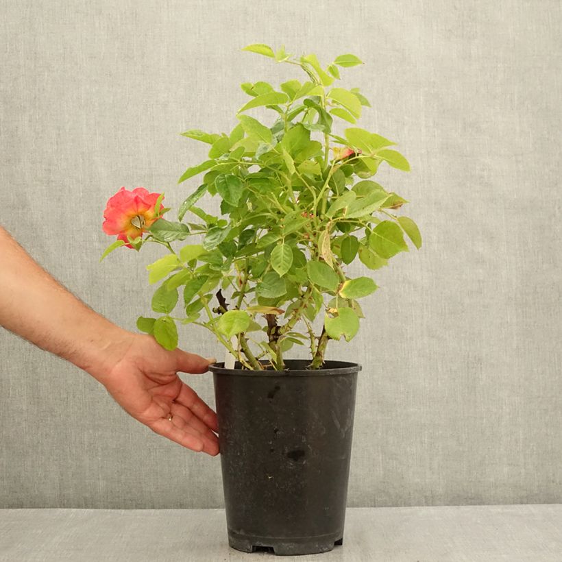 Rosa Ibiza - Hybrid Tea Rose 4L/5L pot sample as delivered in summer