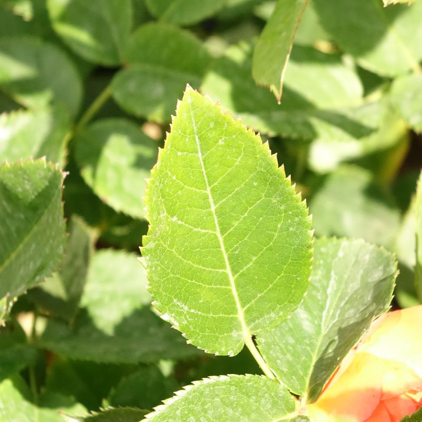 Rosa Ibiza - Hybrid Tea Rose (Foliage)