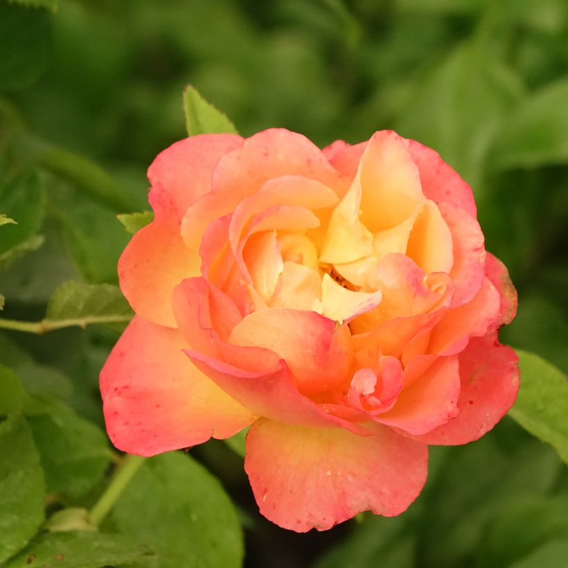 Rosa Ibiza - Hybrid Tea Rose (Flowering)