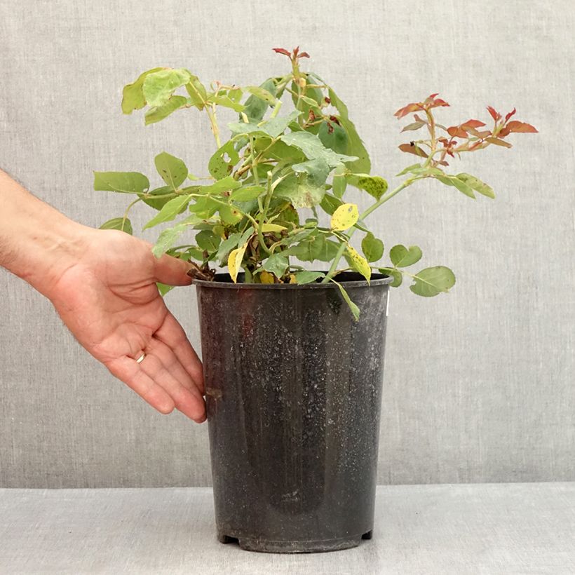 Rosa Jalitah 4L/5L pot sample as delivered in summer