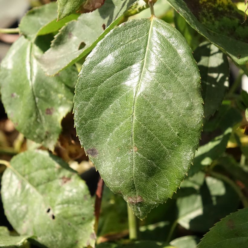 Rosa Jalitah (Foliage)