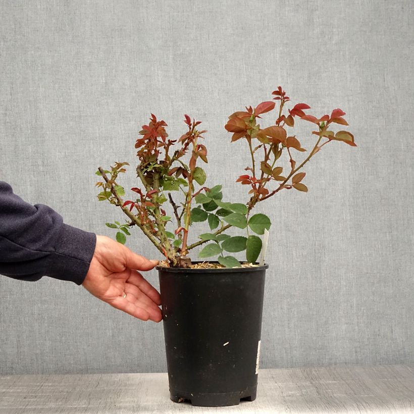 Rosa Jardins de Bagatelle 4L/5L pot sample as delivered in spring