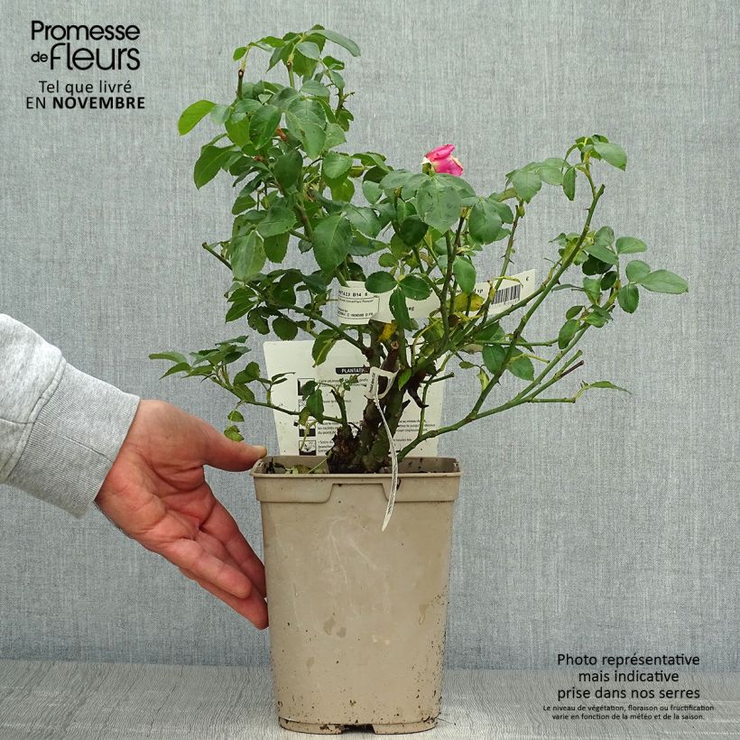 Rosa La Rose de Molinard - Hybrid Tea Rose 4L/5L pot sample as delivered in autumn